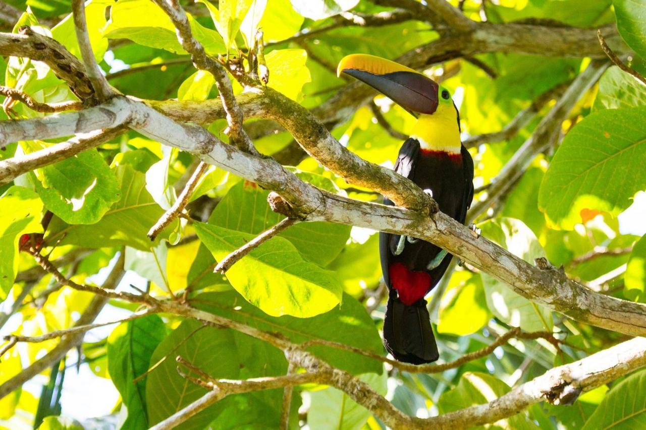 Lapa Rios Lodge By Boeena Puerto Jimenez Luaran gambar